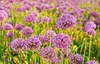 Stauden Gänge 1 x Allium ‚Millenium' im 1 Liter Topf - Produktbild-Vorschau 5
