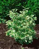 Philadelphus coronarius, Duftjasmin, weiß, 40–60 cm Produktbild-Vorschau 8