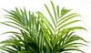 Goldfruchtpalme – Dypsis Lutescens – Areca-Palme – Produktbild-Vorschau 3