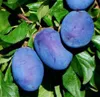 Pflaumenbaum ´JOGANTA®´ Unterlage Myrobalan, wurzelnackt Produktbild-Vorschau 2