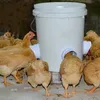Podávač krmiva pre hydinu Náhľad obrázku produktu 3