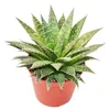 Aloe arristata - ve?ká rastlina v 12 cm hrnci Náhľad obrázku produktu 1