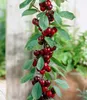 BALDUR Garten 1x Säulen-Süßkirsche 'Helena®', Kirschbaum, Produktbild-Vorschau 2