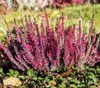 Moorbeetpflanzen Herbstdünger Spezial PK Dünger Hortensien Produktbild-Vorschau 2