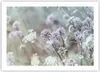 Poster - Poster ohne Rahmen - Wiese Knoblauch Blume - 70x50 Produktbild-Vorschau 1