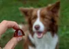 Kolagen dla psów na Stawy Żelki GELOREN Small Dog 60 szt Podgląd zdjęcia produktu 4