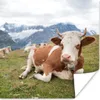 MuchoWow® Poster Kühe - Wiese - Alpen 50x50 cm - Produktbild-Vorschau 1