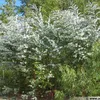 Korkflügel-Strauch - Eucalyptus gunnii  | 60-80 cm in Produktbild-Vorschau 2