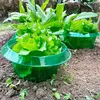 Grüne Plastikpflanzgefäße mit jungen Salatpflanzen, die in Erde in einem Garten wachsen Anteprima dell’immagine prodotto