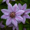 A close-up view of two purple clematis flowers with pink stripes and dark centers, surrounded by green leaves. Anteprima dell’immagine prodotto