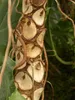Filodendro arboreo (Thaumatophyllum bipinnatifidum)  - 20 Anteprima dell’immagine prodotto 3