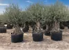 Sunny Tree – drzewo oliwne Olea Europea – odporne na zimę, Podgląd zdjęcia produktu 2