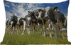 MuchoWow® Outdoor Kissen - Kühe - Gras - Wiese - Tiere - Produktbild-Vorschau 1