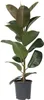 Figowiec sprężysty - Ficus Elastica 'Robusta' - Wysokość Podgląd zdjęcia produktu 1