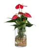 Dehner Waterplant Flamingoblume, Anthurium Red Champion, Produktbild-Vorschau 1