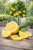 Vier-Jahreszeiten-Zitrone 80–100 cm – Citrus limon Produktbild-Vorschau 3