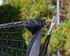 Siatka przenośna do gry w badmintona siatkówkę 3x1,5m Podgląd zdjęcia produktu 6