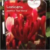 Lonicera Japonica 'Red World' - ↨65Cm - Ø15 Produktbild-Vorschau 4