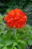 Rhododendron luteum 'Nabucco', jasnoczerwony, 20-30 cm Podgląd zdjęcia produktu 2