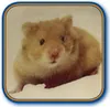 Nobby HAMSTER Keramikschale Ø7,5 x 2,5 cm orange Produktbild-Vorschau 2