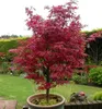 Fächerahorn ´SKEETER´S BROOM´ 60-70 cm, Cont. 2,5 l Produktbild-Vorschau 4