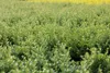 Ilex crenata 'Convexa', Japanische Stechpalme, immergrün, Produktbild-Vorschau 8