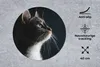 MuchoWow® Mauspad Mousepad Hauskatze 40x40 cm - Mousepads - Produktbild-Vorschau 2