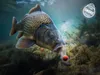 DELPHIN D SNAX SHELL: Cebos de 10 mm / 30 g para salmón – Vista previa de la imagen del producto 4