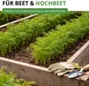 Möhren lange rote Stumpfe ohne Herz 2 Samen - Daucus carota Produktbild-Vorschau 7