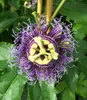 BALDUR Garten 1x Exotische Maracuja-Pflanze, Pflanze im 9x9 Produktbild-Vorschau 3