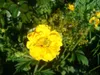 Stauden Gänge 3 x Geum chiloense 'Lady Stratheden / Produktbild-Vorschau 3