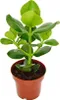 Pomme baumière - Clusia major - environ 25-35 cm - pot de Voir les images du produit 2