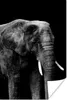 MuchoWow® Poster Elefant mit vor schwarzem Hintergrund - Produktbild-Vorschau 1