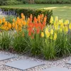 Stauden Gänge 3 x Kniphofia Kollektion - Fackellilie Produktbild-Vorschau 9