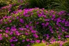 Stauden Gänge 3 x Geranium sanguineum 'Max Frei' - Blut Produktbild-Vorschau 6