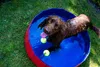 Nobby Pet Dog Pool, L, rot-blau, Ø 160 x 30 cm Produktbild-Vorschau 4