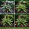 Stauden Gänge 1 x Blechnum spicant im 1 Liter Topf - Produktbild-Vorschau 6
