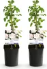 Klimroos - Rosa New Dawn - Bloem Licht roze - Weinig Productafbeelding-voorbeeld 2