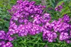 Phlox paniculata 'Uspech', Flammenblume, violett, ca. 11x11 Produktbild-Vorschau 2