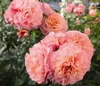 Dehner Rose Edelrose Augusta Luise®, Züchter Tantau, Produktbild-Vorschau 6
