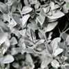 Buxus Vital 500 ml – Koncentrát pro 50 metrů buxusového Náhled obrázku produktu 6