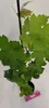Sada 2 hroznů - Vitis vinifera "Cabernet Cortis" - výška 40 Náhled obrázku produktu 2