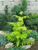 Metasequoia glyptostroboides, Urweltmammutbaum, 60–100 cm Produktbild-Vorschau 7