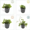 Plants by Frank | 48 Dreiblatt Golderdbeere Pflanzen | Produktbild-Vorschau 6