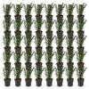 Green boutiQ - 40x Taxus baccata - Venijnboom - Haagplanten Voir les images du produit 2