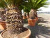Cycas revoluta 130–150 cm – Japanische Sagopalme Palmfarn Produktbild-Vorschau 5
