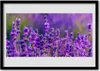 Bild 100x70 MDF-Rahmen Wandkunst Lila Lavendelfeld Produktbild-Vorschau 1