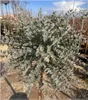 Sunny Tree - Eucalyptus gunnii 'Azura' auf Stamm - Produktbild-Vorschau 2