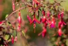 Fuchsia magellanica 'Riccartonii', winterhart, rot-violett, Podgląd zdjęcia produktu 9