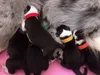 A close-up view of several newborn puppies nursing from their mother. Each puppy is wearing a different colored collar. Produktbild-Vorschau